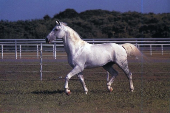 Липицианская-лошадь