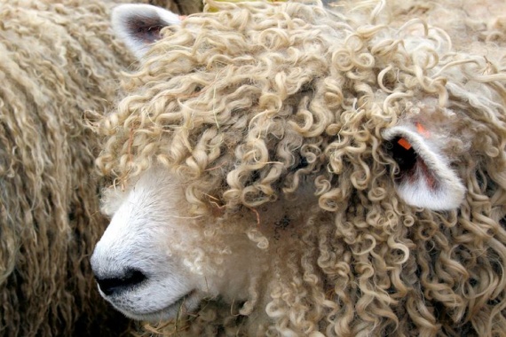 Породные-особенности-овец
