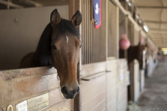 Эксперт рассказала о профилактике случной болезни лошадей в хозяйствах