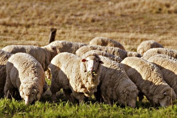 Цели скрещивания овец
