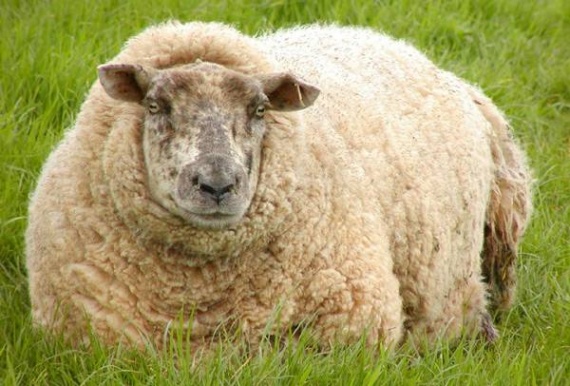 Разнородный способ чистопородного разведения овец