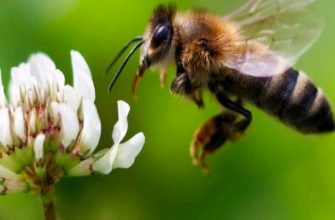 Что еще необходимо знать о выводе пчелиных маток