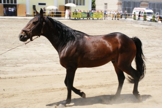 Карачаевская-лошадь