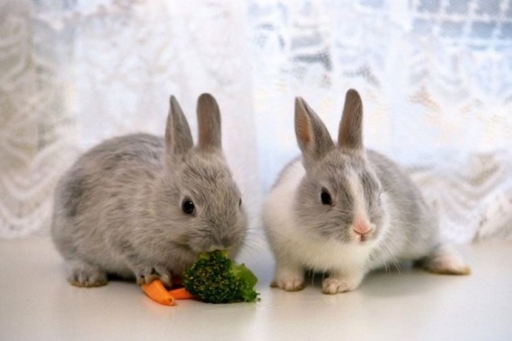 Питание-кроликов