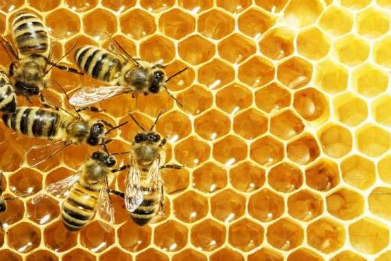 Пчелиная-семья