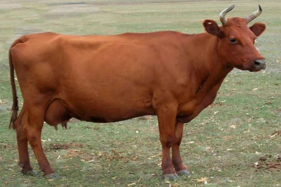 Красная-горбатовская-корова