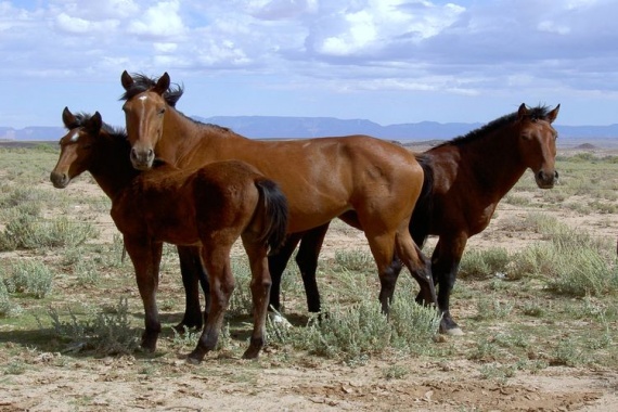 Мустанг-лошадь