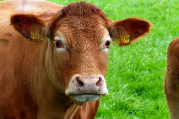 Порода-коров-обрак