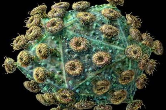 Вирус-миксоматоза