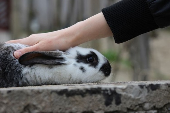 Определение пола кролика