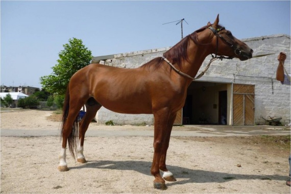 Карабахская-лошадь