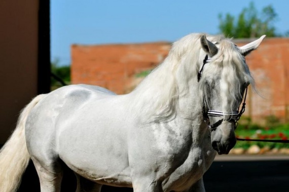 Липицианская-порода-лошадей