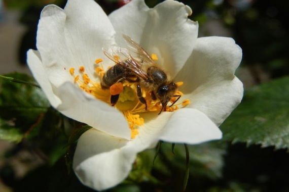 Кормление-пчёл