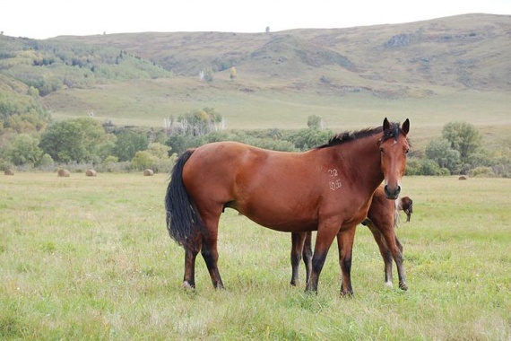 Калмыцкая-лошадь