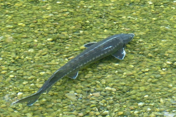 Рыба-сибирский-осётр