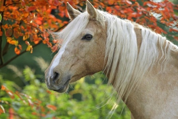 Крестьянская-лошадь