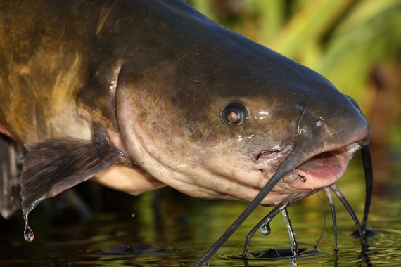 Какая рыба обитает на Нижней Волге | Wiki по рыбам Ахтубы