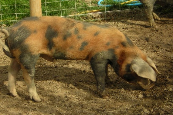 Ливенская-свинья
