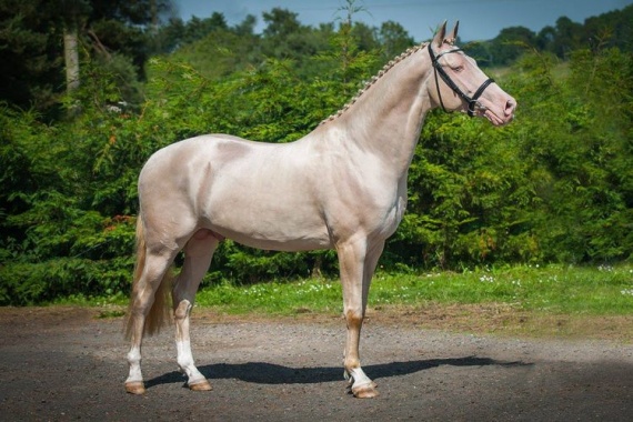 Липпицианская лошадь. Фото - картина художника