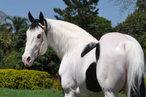 Лошадь Американский пейнтхорс: описание породы, характеристики, уход, содержание и отзывы