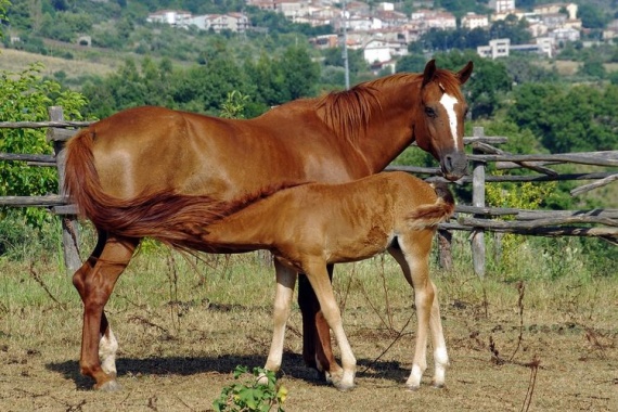 Крестьянская-лошадь