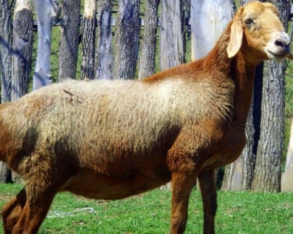 самка джайдарской породы