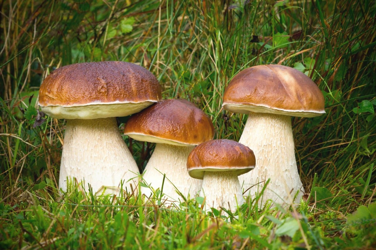 Бизнес на грибах – что выращивать, что учесть, кому продавать