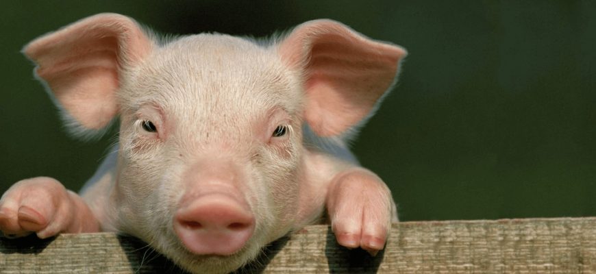 Породы свиней - FoodbayBlog: онлайн-журнал о пищевой индустрии,  сельскохозяйственной промышленности, производстве продуктов и оборудования