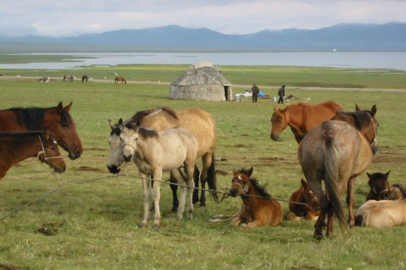Киргизская-лошадь