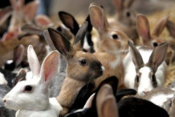 Отбор-кроликов-на-племя