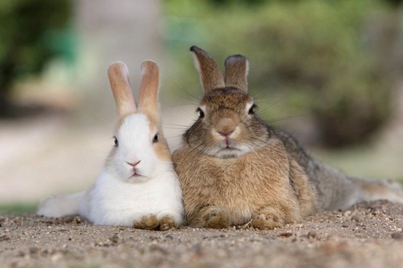 Скрещивание-разных-пород-кроликов