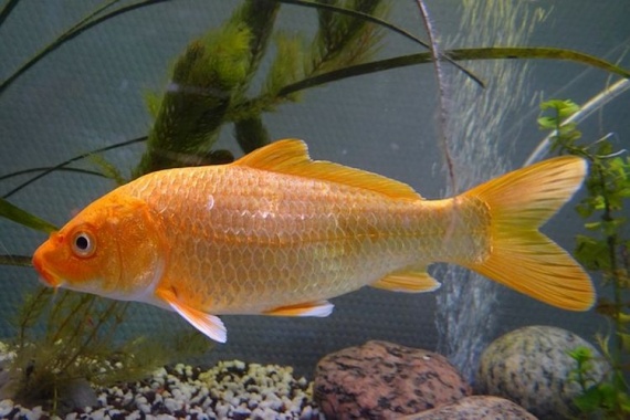 Золотая-рыбка