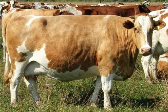 Симментальская-корова