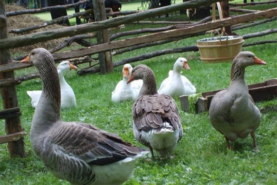 Серый гусь - Greylag goose