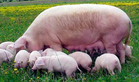 мясной класс свиней