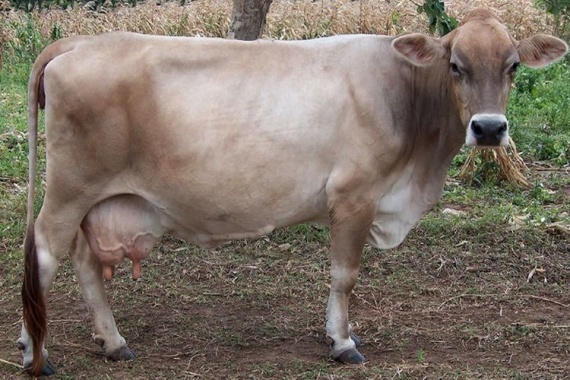 Порода коров швиц