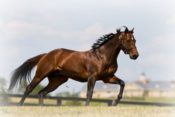 Карабахская-лошадь