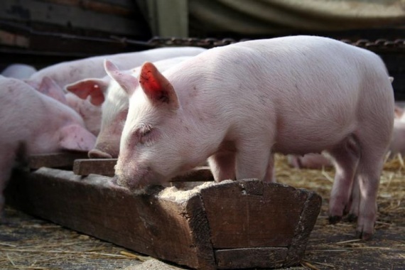 Уржумская-порода-свиней