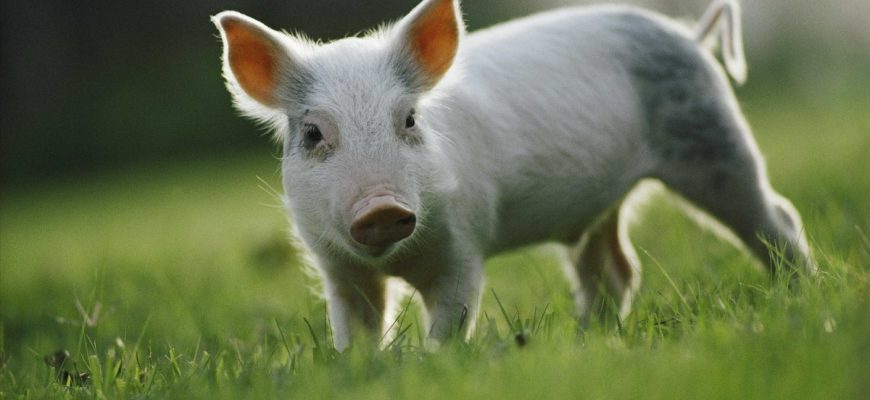 Какую породу свиней выбрать для собственного подворья