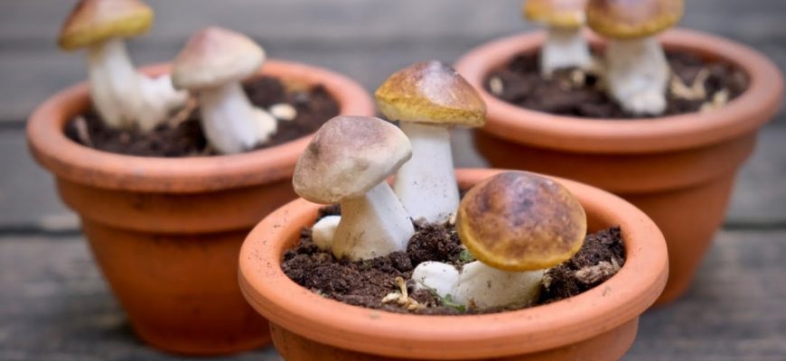 Бизнес на грибах – что выращивать, что учесть, кому продавать
