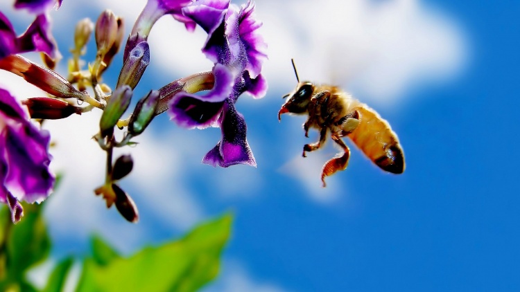 Содержание среднерусских пчёл
