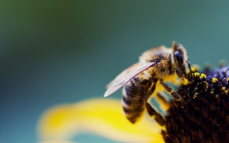 Способы увеличения продуктивности пчеловодства