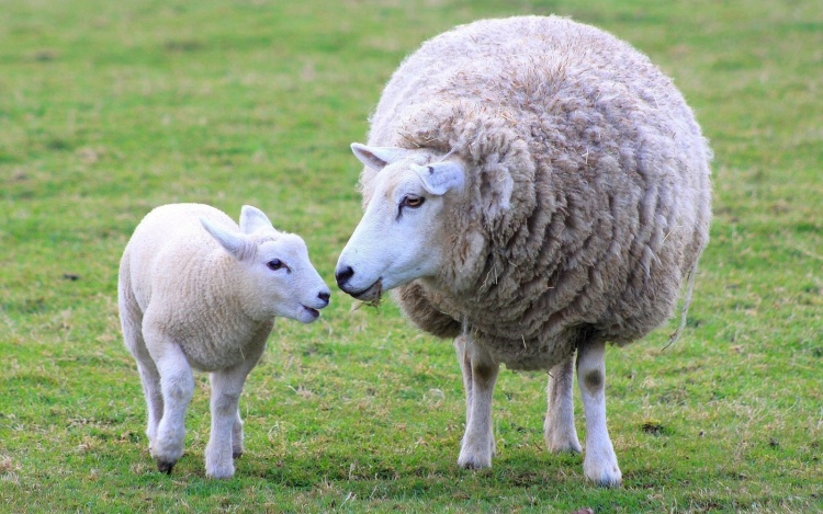 Размножение овец