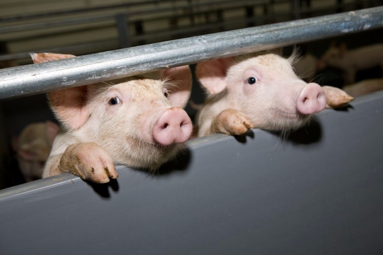 Лечение бронхита у свиней