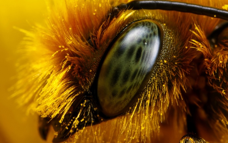 Нуклеусы в практике пчеловодства