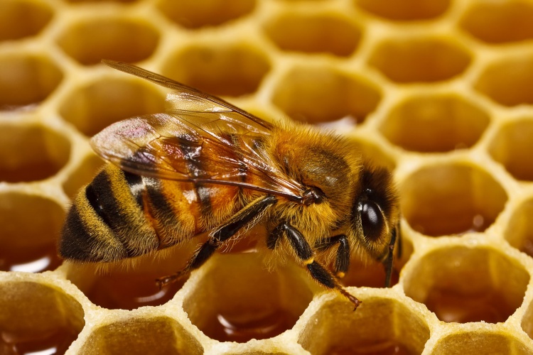 Выращивание плодных пчелиных маток