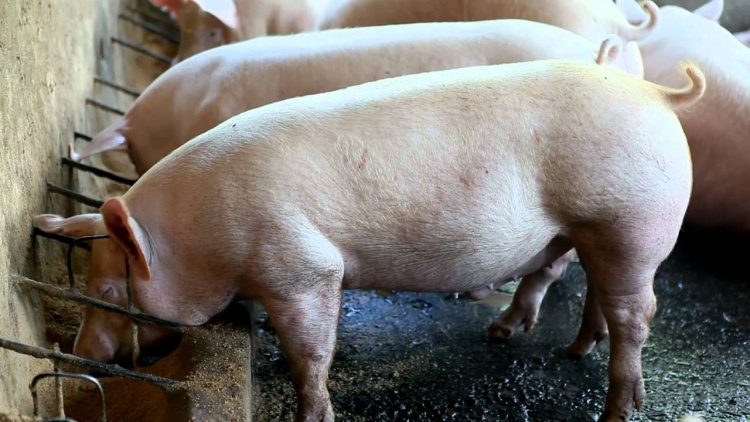продуктивность свиней