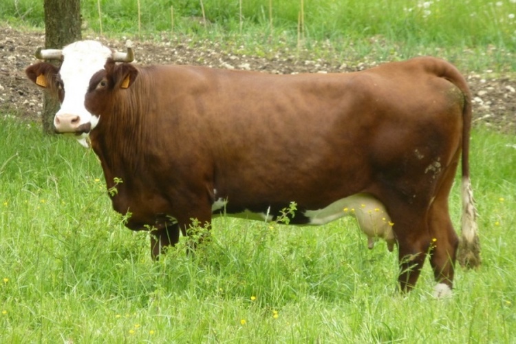 Тагильская порода коров