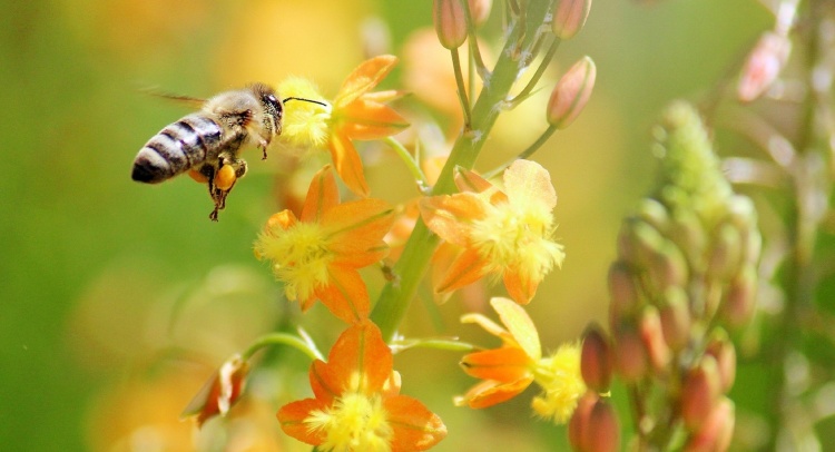 Массовый фенотипический отбор пчёл
