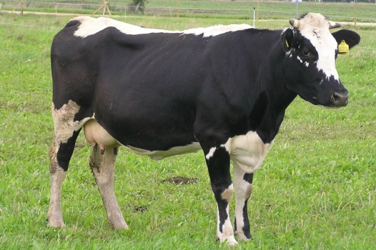 Тагильская корова